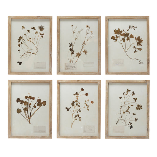 Wood Framed  Botanical Print - 6 Asst Styles