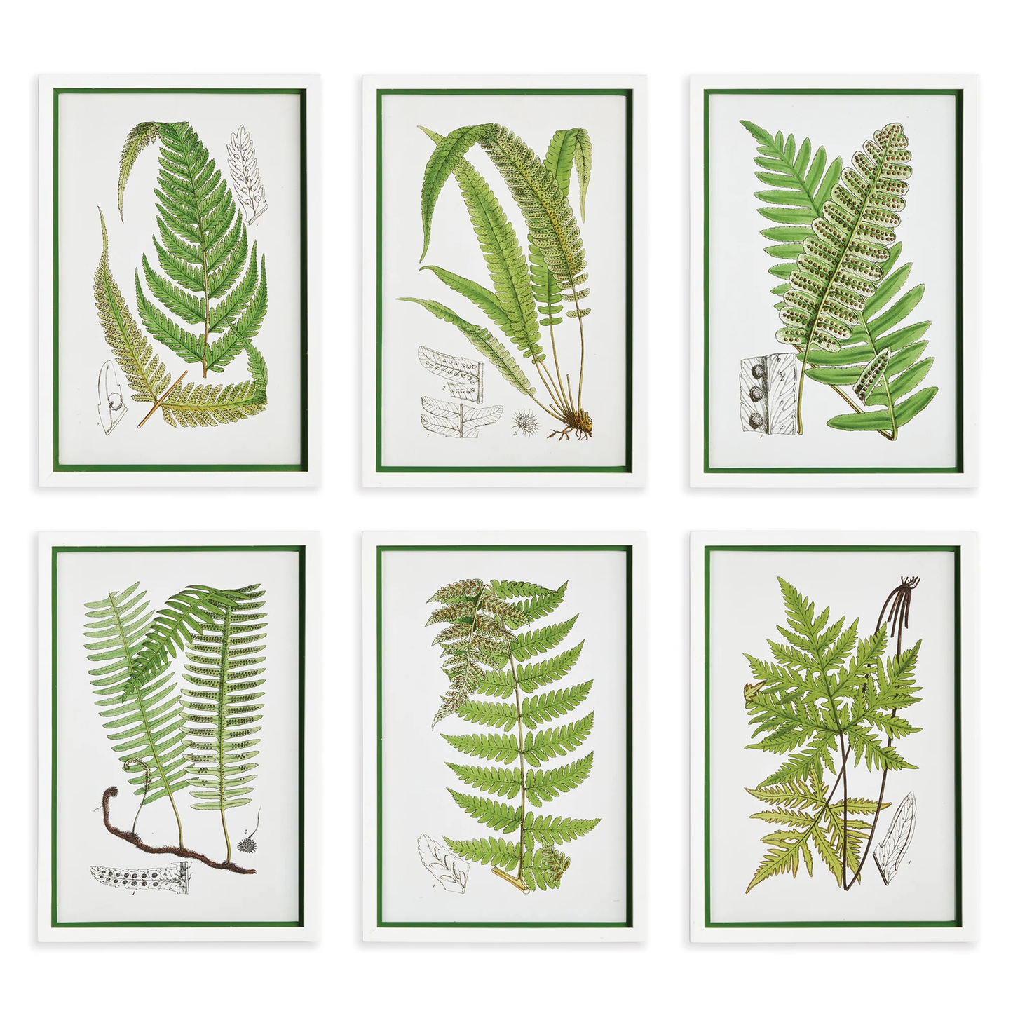 Fern Print w/ Frame 12.25 x 17.75